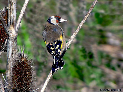CARDELINO (Carduelis carduelis)  - Quinta en las afueras de MONTEVIDEO (Agosto 2010)